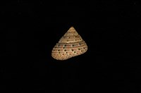 藏品(小草莓鐘螺)的圖片